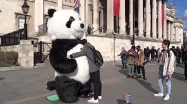 A bear hug from giant panda in Trafalgar Square in London