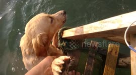 Initially swimming in the sea the dog was dragged by the waves until he had to be evacuated