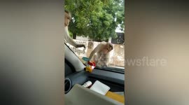Cheeky monkey tries to eat pack of biscuits through a car windscreen