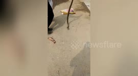 Indian cobra regurgitates three-day-old kitten after getting caught
