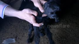 Scary One Eye Goat Was Found In Egyptian House