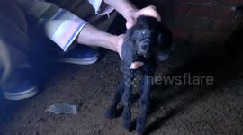 Small New Goat In Egypt Was Born With One Eye