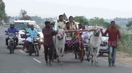 newly wedded couple came in procession in bullock cart was the talk of town in Southern India