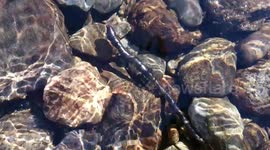 golden threads on water, the world cleanest water, the source of Baikal