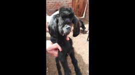 Congenital Flaw Goat Was Born Without Nose And One Middle Eye In Her Head