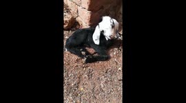 Healthy Fixed Twin Of One Eye Congenital Flaw Goat In Egypt