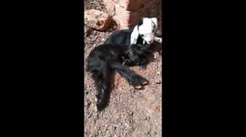 One Eye Congenital Flaw Goat Sitting Next To His Healthy Twin