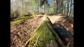 Jay imitates a Buzzard