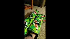 Kitten discovers cardboard box maze