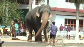 Raging tame elephant in India rips up trees while handlers attempt to calm it