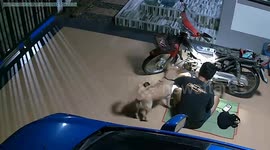 Doggo Won't Stop Pestering Busy Owner For Attention