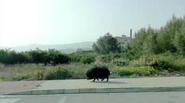 Huge Pig with tusk takes himself to market!