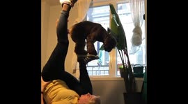 Dog performs difficult balancing act