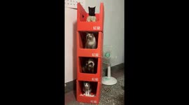 Four Adopted Cats Sit In Stacked Crates