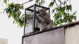 Monkey snatches tourist's glasses and demands juice as ransom