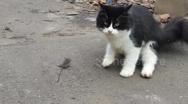 Cat toys with mouse on streets of Indonesia