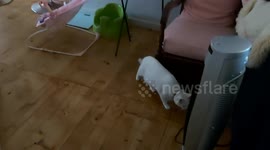 More Cats that Pounce