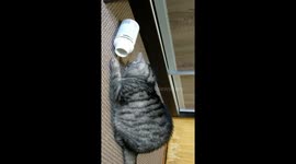 Cunning cat pulls food from the box