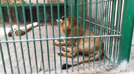 Boy Escaped Gaurd And Gets Close & Calling Out Lion With His name ' Zaglol '