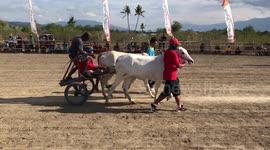 Men speed across dirt track in Indonesian cow cart racing