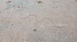 Mystery snake-like creature baffles Burmese as it moves along the ground
