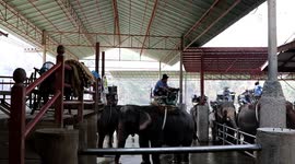 Hundreds of elephant centres facing closure as coronavirus decimates Thailand's tourism industry