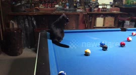 Black Cat Interrupts Pool Game