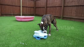 Appeal launched to find home for three-legged dog