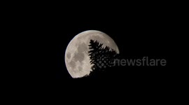 Almost full moon rising behind the trees and mountain rims in Switzerland