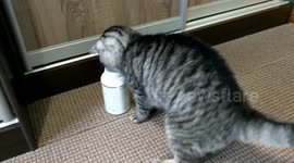 Cunning cat pulls food from the box