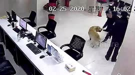 拉布拉多迷路找警察帮忙 巧遇主人在派出所报案