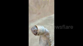 Snake catchers in India rescue cobra with bottle cap stuck around its head