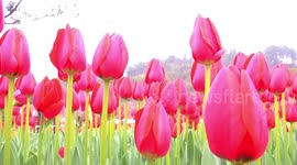 Amazing sea of tulips bloom in Chinese town