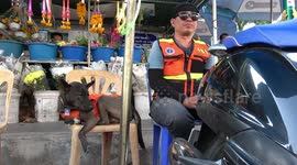 Rescue dog goes to work as motorcycle taxi rider wearing his own orange uniform