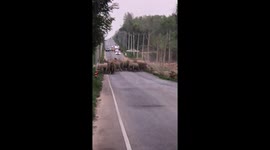 Herd of wild elephants hold up traffic for 40 minutes to cross road in Thailand