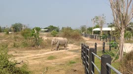 Rescued Elephant slowly walking and eating in Thailand