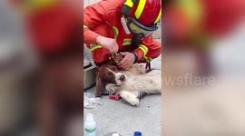 Rescue dog gets foot infection after helping save six people from China's collapsed coronavirus hotel
