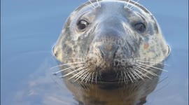 A seal in Stornoway waiting for scraps from the dock