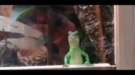 Nosy dragon falls over