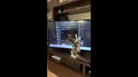 Cat hunts the mouse