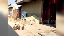 Ducks call friends out from neighbour's house and waddle to a river together