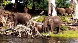 The Mighty African Elephants in the Chobe River, Kasane, Botswana