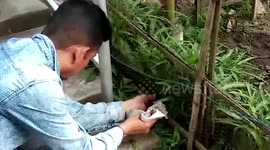 Samaritan spots rat snake in his garden, rescues it from the barbed wire in north-eastern India