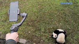40,000 join livestream from panda enclosure at Chinese zoo during the coronavirus outbreak
