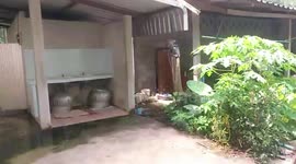 Hungry wild monkey raids meatball factory in southern Thailand