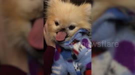 Tiny Pomeranian dog has been left without a nose following battle with cancer