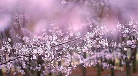 贵安万亩樱花绽放  簇簇丛丛灿若星河