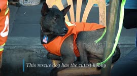 Pet dog goes to work as motorcycle taxi rider wearing his own orange uniform (with music / titles)