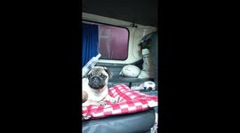 Pet Pug's Afraid Of Syringe