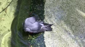 Fancy mustache bird takes a bath at the Jacksonville Zoo